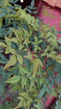 img_20200726-053944.jpg