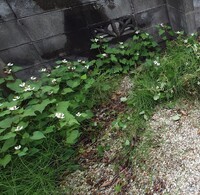 img_20260621-220744.jpg
