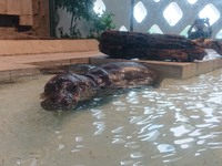 img_20190624-055415.jpg