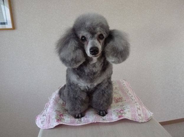 うちの大ちゃん トイプードルのラムカット