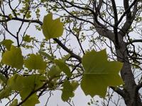 img_20240511-000415.jpg