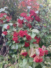 img_20241107-203103.jpg