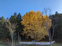 img_20241111-131509.jpg