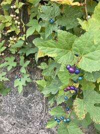 img_20241111-142753.jpg