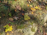 img_20241115-113252.jpg
