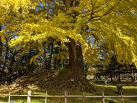 img_20241115-113637.jpg