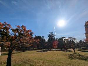img_20241115-124043.jpg
