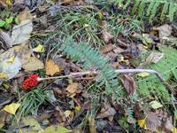 img_20241121-150204.jpg