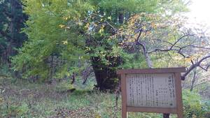 img_20241121-150429.jpg