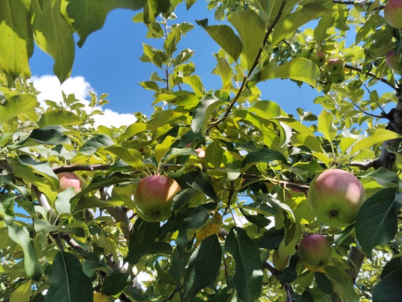アイウエオの木絵本の会 青森りんご植栽150周年「りんごと楽しむ12か月」