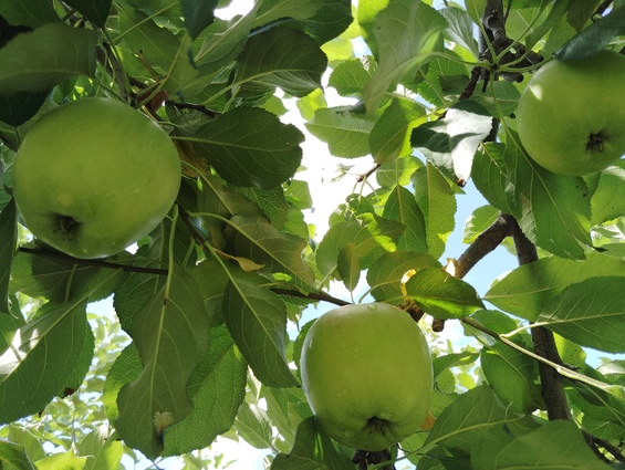 アイウエオの木絵本の会 青森りんご植栽150周年「りんごと楽しむ12か月」