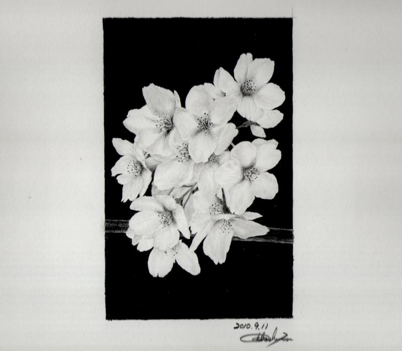 鉛筆画工房 植物