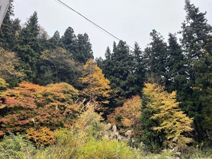 img_20251111-103530.jpg