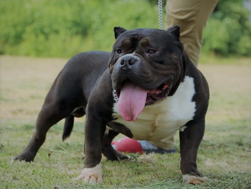 アメリカンブリー Americanbully Pit Fool Factory Males