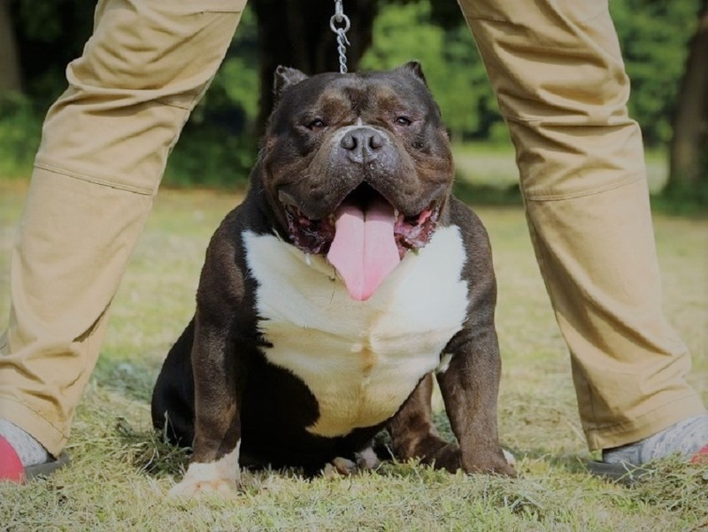 アメリカンブリー Americanbully Pit Fool Factory Males