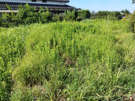 草刈り中に「ハチの巣」です - 俺の独り言を聞いてくれ