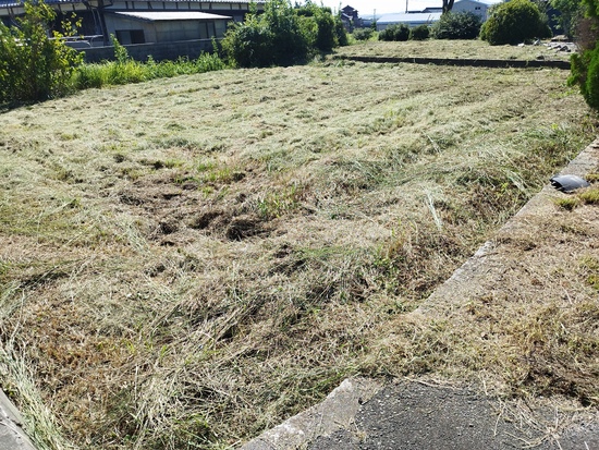 松の木の剪定で蜂にやられました😭 | ブログ | 岐阜の便利屋なら便利屋本舗 岐阜店