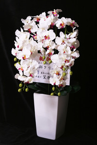 SC触媒　コチョウラン　5本立て（造花）