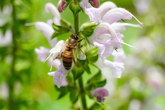 プロポリスの効能と働き プロポリスとは