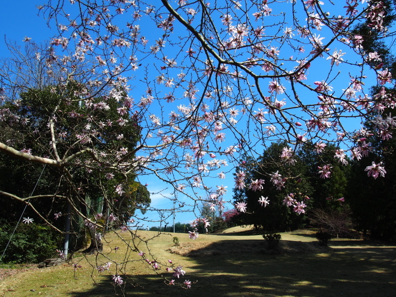 保見ゴルフクラブ 春の写真集