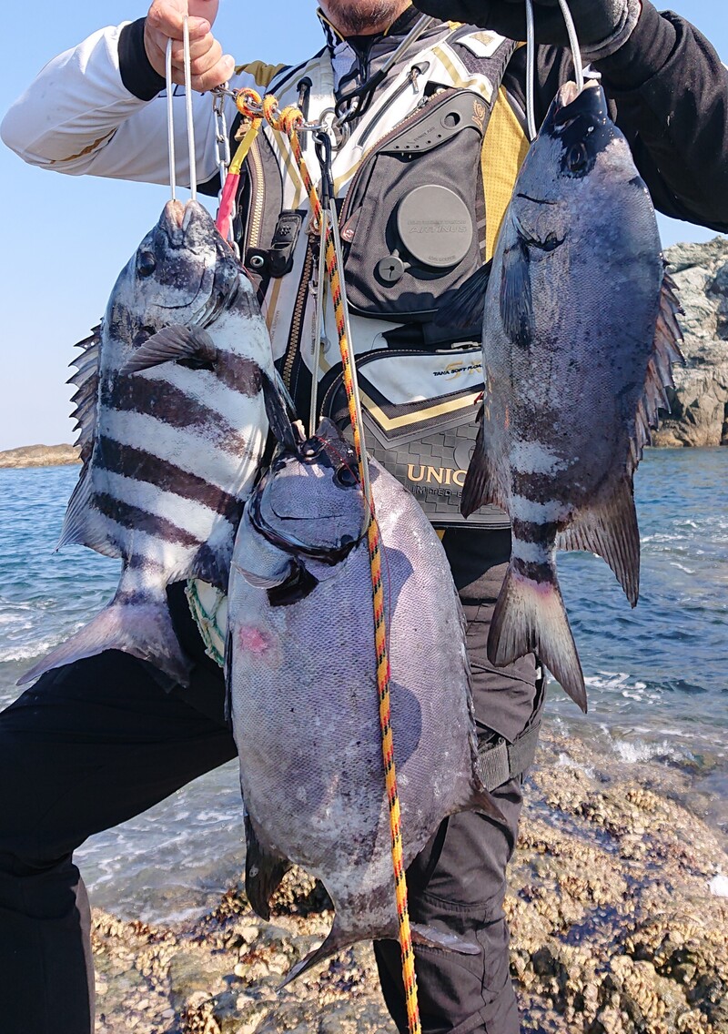 天草 牛深の瀬渡し船 石鯛丸 釣果情報
