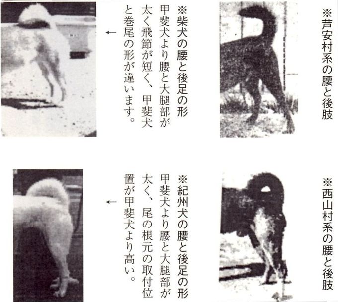 甲斐犬の歴史と解説 著者 小林君男 甲斐犬の歴史と解説