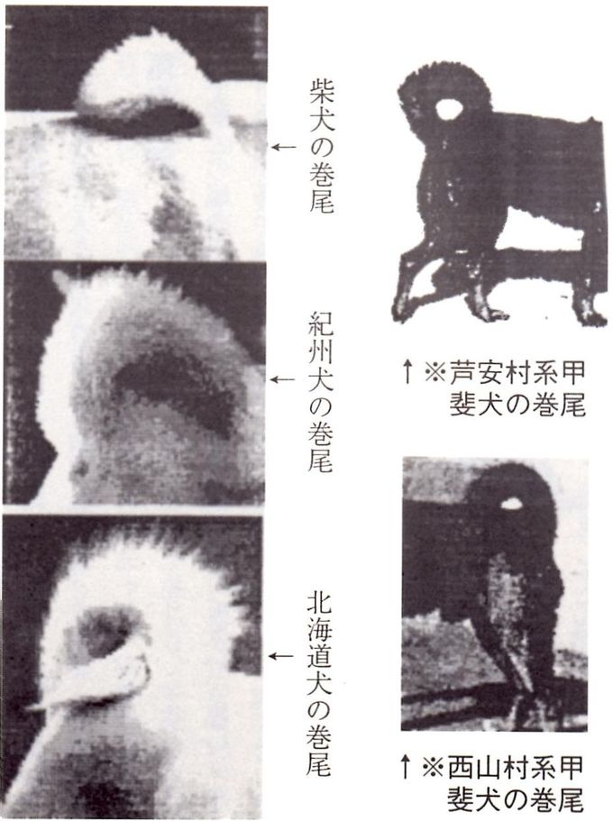 甲斐犬の歴史と解説 著者 小林君男 甲斐犬の歴史と解説