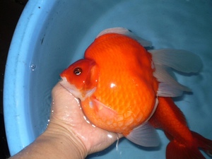 金魚応援団 玉サバ 越後の地金魚