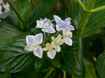 紫陽花