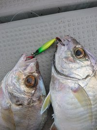 img_20201117-070916.jpg