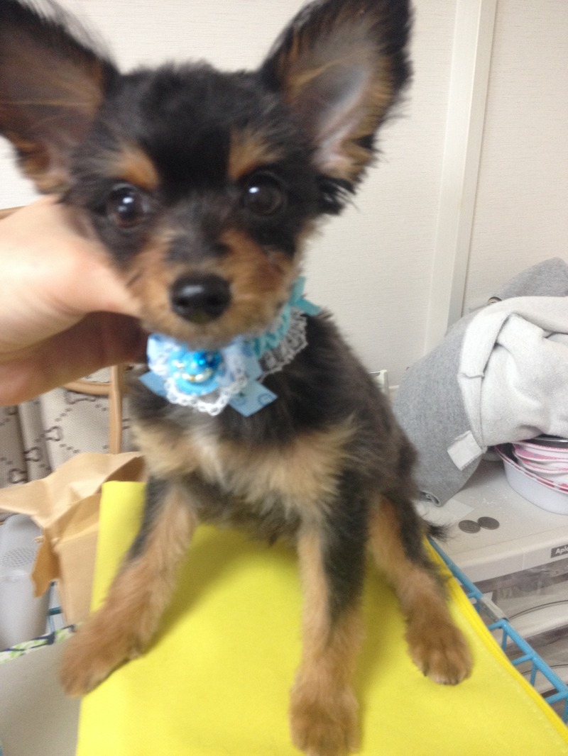 Lovely Wan トリミング ペットホテル 子犬販売 カット集 Lovely Wan トリミング ペットホテル 子犬販売 カット集