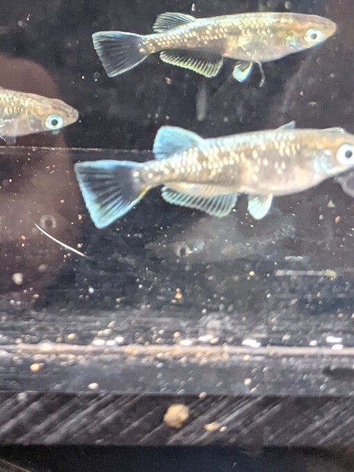 エメラルドフィン