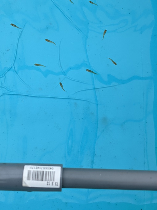 メダカ プールのメダカ400匹位 商談中