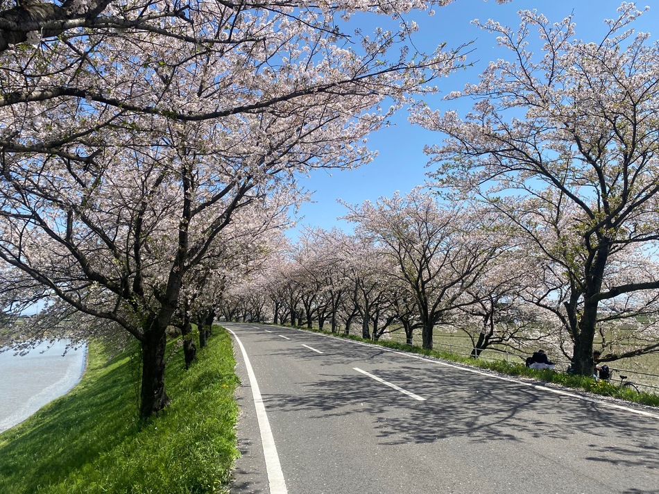 桜咲く2024プチ330ツーリング♪