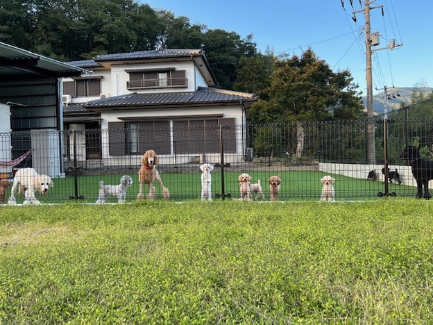 徳島県トイプードルブリーダー MONSTER HOUSE(モンスター