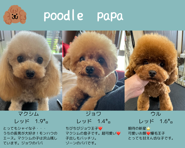 徳島県トイプードルブリーダー MONSTER HOUSE(モンスター