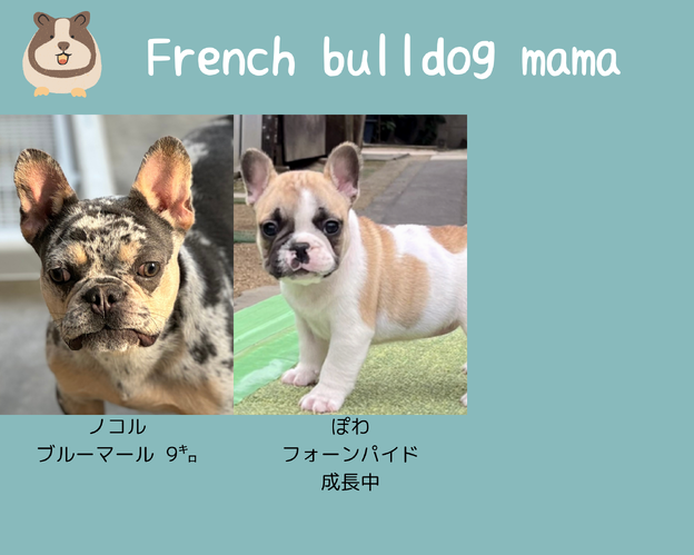 徳島県トイプードルブリーダー MONSTER HOUSE(モンスター