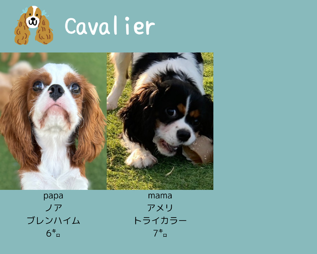 徳島県トイプードルブリーダー MONSTER HOUSE(モンスター