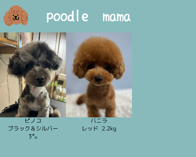 【超希少・プレミア】MONSTER HOUSE（モンスターハウス） 超希少・プレミア】MONSTER HOUSE（モンスターハウス） 超希少