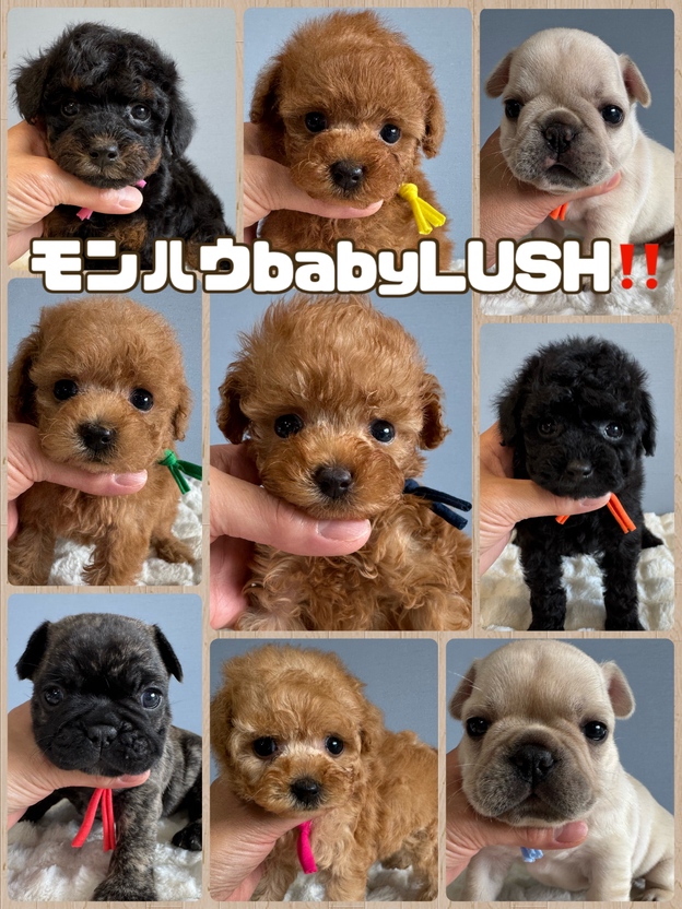 【超希少・プレミア】MONSTER HOUSE（モンスターハウス） 超希少・プレミア】MONSTER HOUSE（モンスターハウス） 超希少