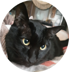 北九州の猫専門のペットシッター猫専門のシッター猫処またたび 北九州の猫専門のペットシッター猫専門のシッター猫処またたび