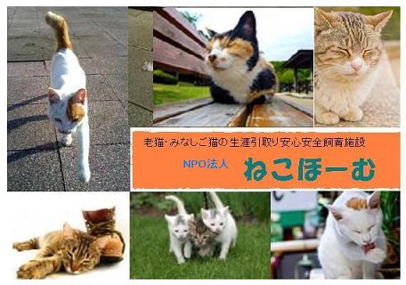 猫の引取り お預かり致します Npo法人ねこほーむトップ