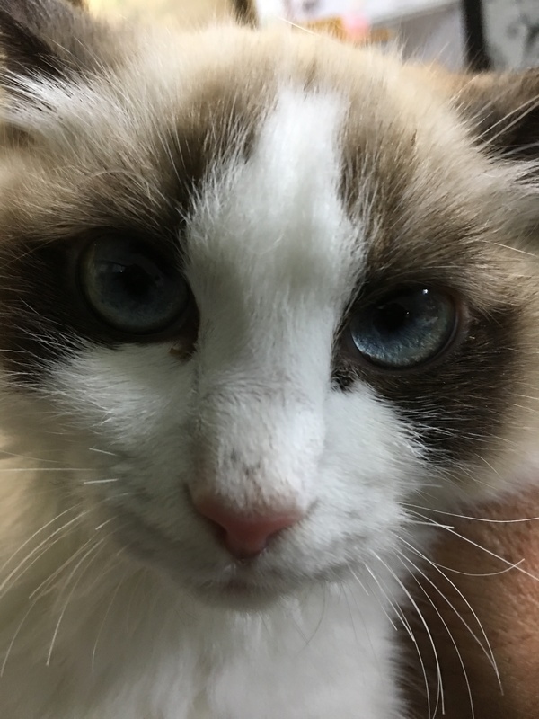 猫の目やにの種類と目の病気