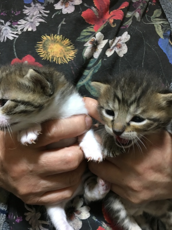 マンチカンの子猫ちゃん里親募集中