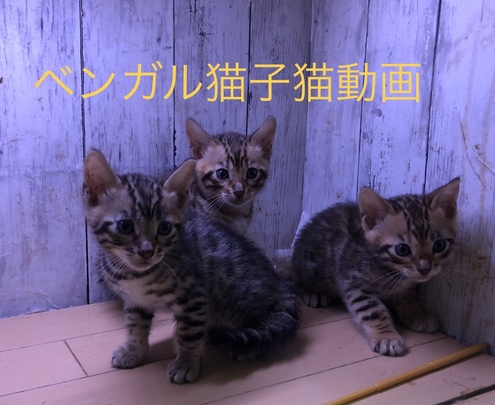 愛知県一宮市 猫カフェ ねこじゃらし 子猫販売 名古屋 ホー 愛知県一宮市猫カフェねこじゃらし 人気ホームページ