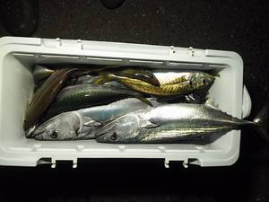 img_20170821-205104.jpg