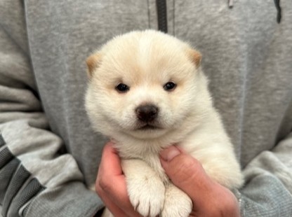 柴犬・豆柴専門ブリーダー くつかけ荘 豆柴子犬情報