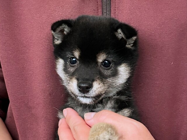 柴犬・豆柴専門ブリーダー くつかけ荘 豆柴子犬情報