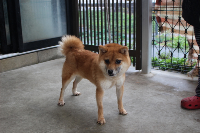柴犬・豆柴専門ブリーダー くつかけ荘 里親募集情報