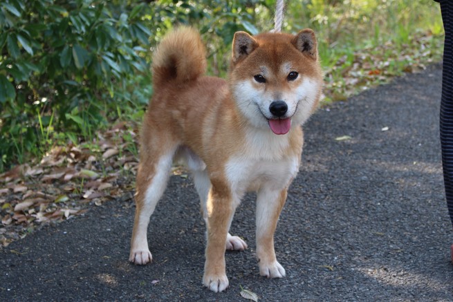 柴犬 豆柴専門ブリーダー くつかけ荘 里親募集情報